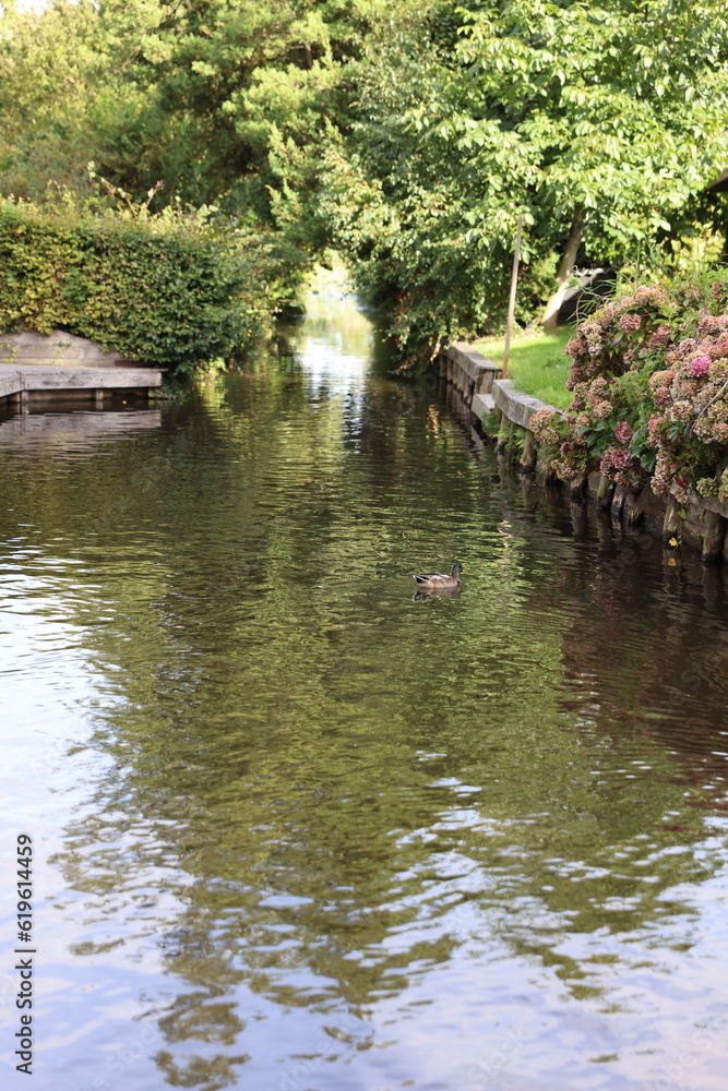 Obraz premium pond in the park