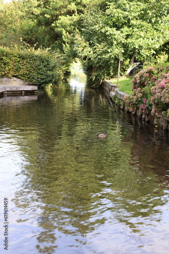 pond in the park
