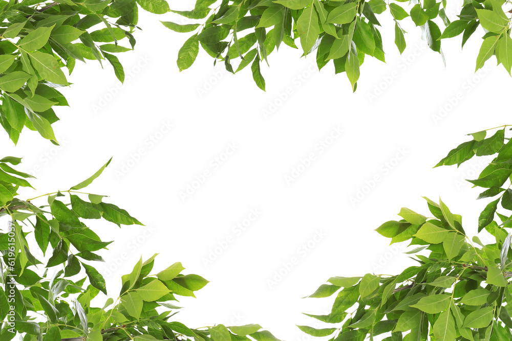 Fototapeta premium Frame of beautiful vibrant green leaves on white background