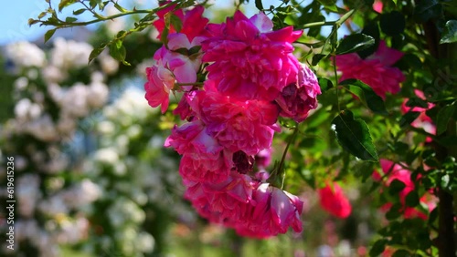Wallpaper Mural Beautiful pink and white blooming roses and arches of flowers in the park botanical garden on a summer day Torontodigital.ca