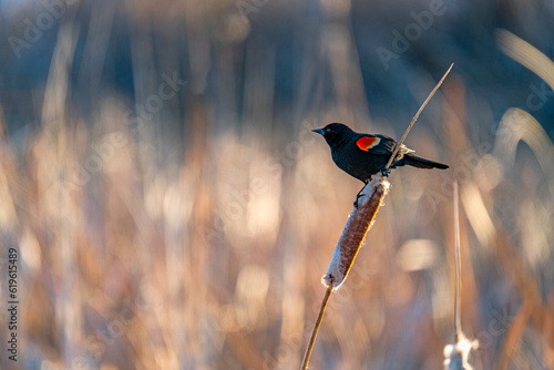USA, Idaho, Bellevue, Red winged blackbird perching on cattail