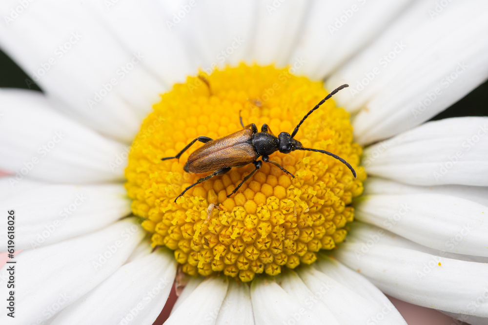 Fairy-ring Longhorn Beetle (Pseudovadonia livida) sitting on flower of White Daisy (Leucanthemum vulgare) Fairy-ring Longhorn Beetle (Pseudovadonia livida) sitting on flower of White Daisy (Leucanthemum vulgare)