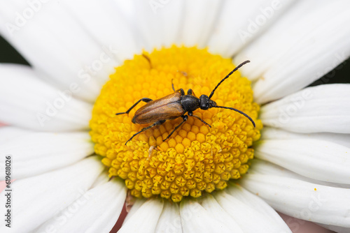 Fairy-ring Longhorn Beetle (Pseudovadonia livida) sitting on flower of White Daisy (Leucanthemum vulgare)