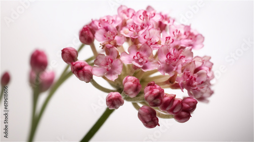 Pink flower. Closeup of Armeria maritima or sea pink flower isolated on white background. Selective focus.