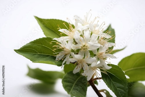 Closeup of Monarda fistulosa or bergamot flower or bee balm flower isolated on a white background. Selective focus. photo