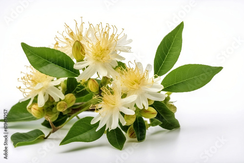 Closeup of Monarda fistulosa or bergamot flower or bee balm flower isolated on a white background. Selective focus. photo