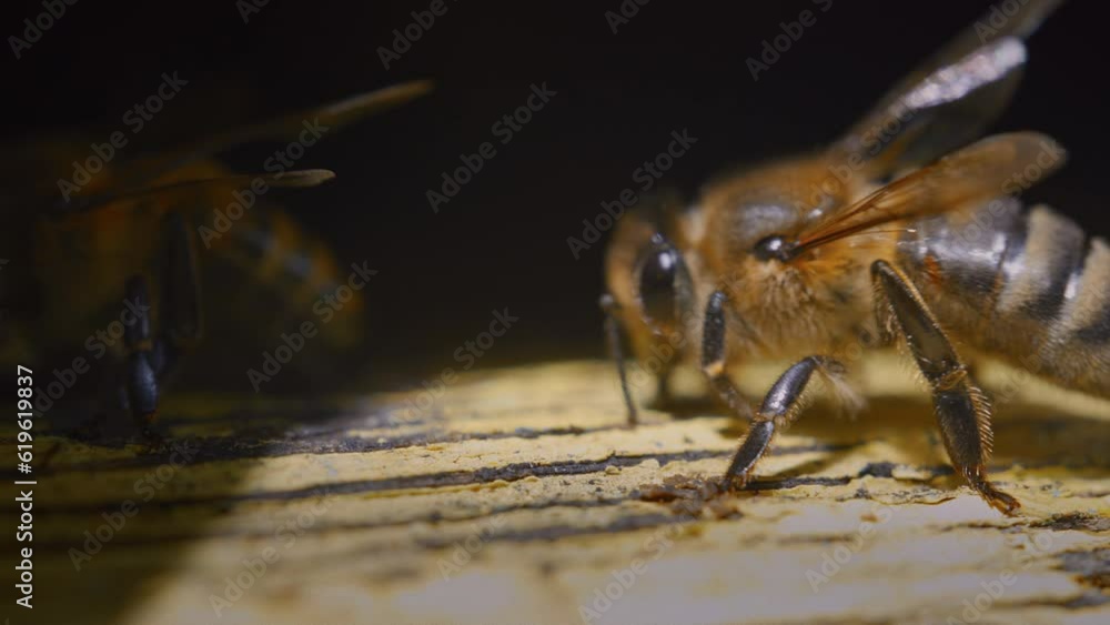 A bee at the entrance to the hive, flapping its wings. Macro shot. Business in the apiary, the maintenance of a colony of bees and queens. A bee at the entrance to the hive, flapping its wings. Macro shot. Business in the apiary, the maintenance of a colony of bees and queens.