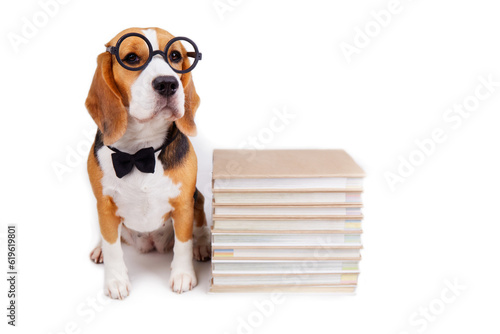 A beagle dog in a bow tie and round glasses on a stack of books on a white isolated background. The concept of education, back to school.  © Viktoriya