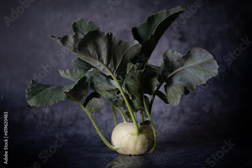 A freshly harvested green kohlrabi stands on a gray background. The background is a little lighter. The leaves are still on the vegetables. Everything is crispy fresh. photo