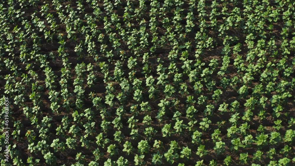 Aerial top view farmland agricultural field plantation, cinematic drone shot green sunflowers growing in rows. Plants in lines texture, farm landscape from above, agriculture industry, farming Aerial top view farmland agricultural field plantation, cinematic drone shot green sunflowers growing in rows. Plants in lines texture, farm landscape from above, agriculture industry, farming