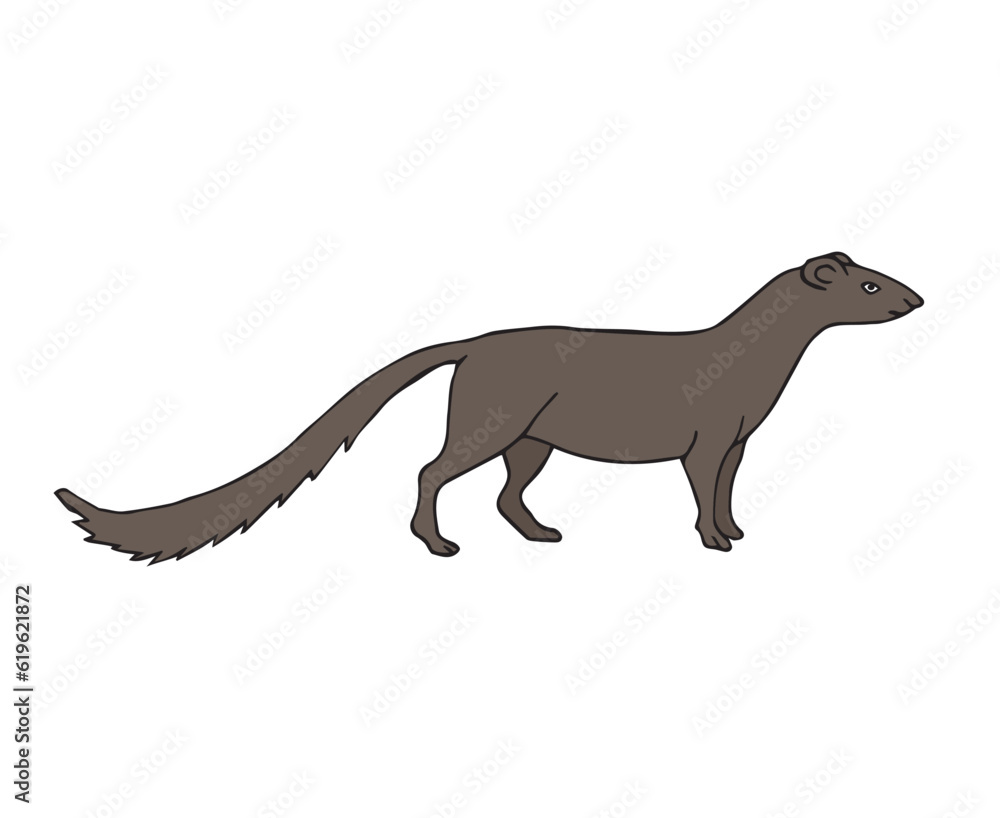 Vector hand drawn doodle sketch colored mongoose isolated on white background