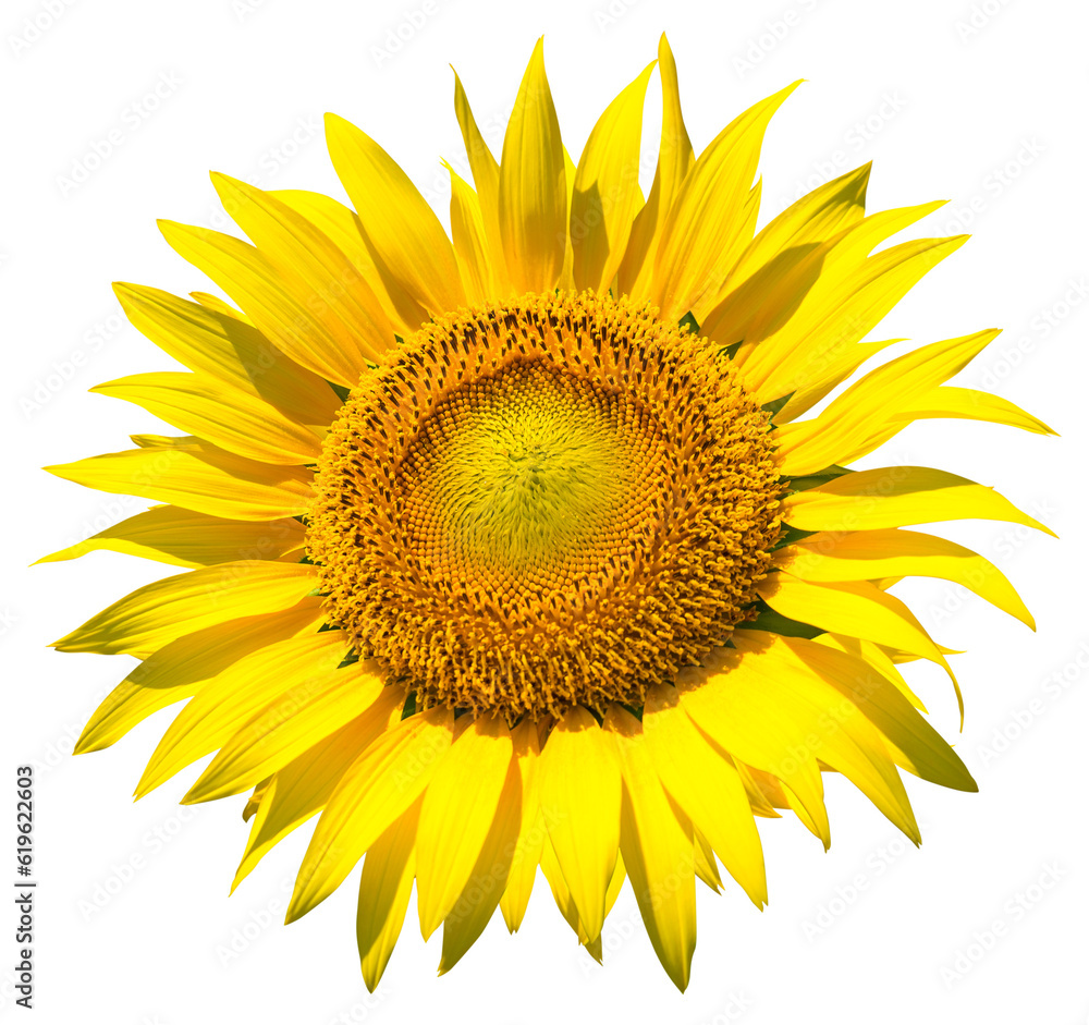 Fototapeta premium ヒマワリ_ひまわり_向日葵_背景透過切り抜き合成用png素材