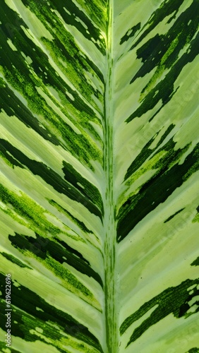 book with leaves