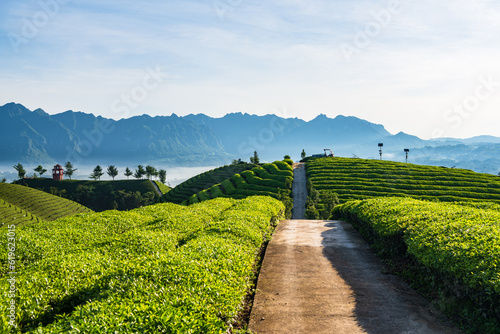 Fungus Mountain Tea Garden, Zouma Town, Hefeng County, Enshi, Hubei, China photo