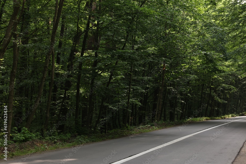Obraz premium Asphalt road near trees in forest on summer day