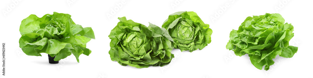 Set of fresh butterhead lettuce on white background, different views Set of fresh butterhead lettuce on white background, different views