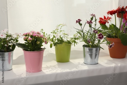 Different beautiful flowers in pots on windowsill © New Africa