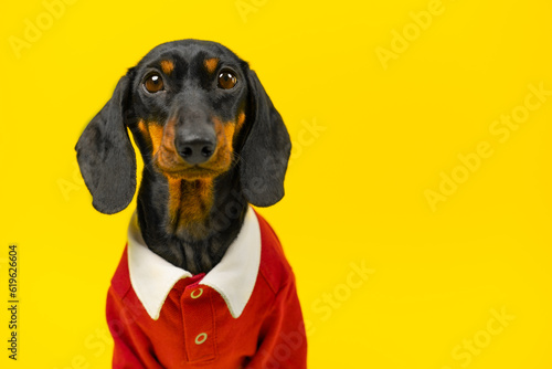 Fototapeta Portrait puzzled dog in red uniform looking upset