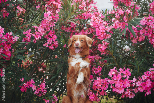 dog in pink Nerium flowers. Nova Scotia duck tolling retriever in nature. Pet outdors 