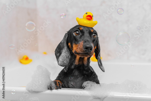 Fotografie Portrait of cute wet dog in bathroom with yellow rubber duck on his head, foam on his ears, soap bubbles