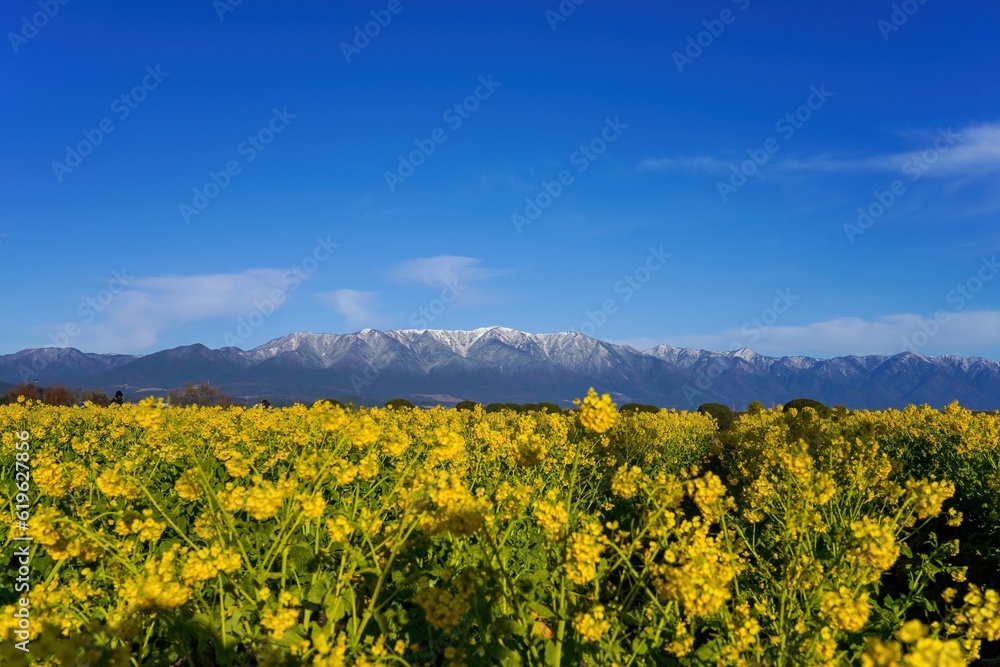 満開の菜の花と雪の比良山のコラボ情景 満開の菜の花と雪の比良山のコラボ情景