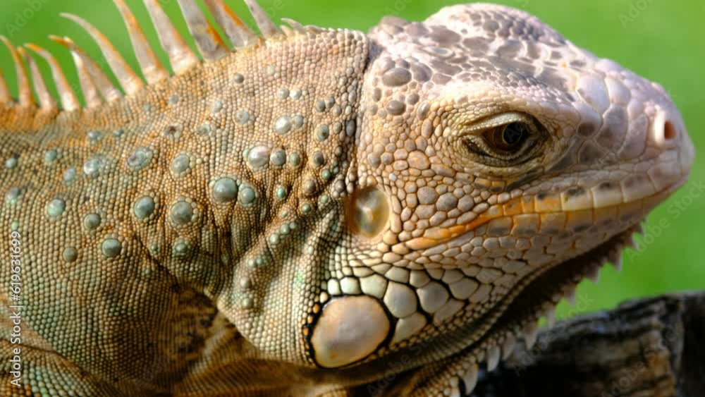 lizard, animal, green lizard with blur background
lizard, animal, green lizard with blur background