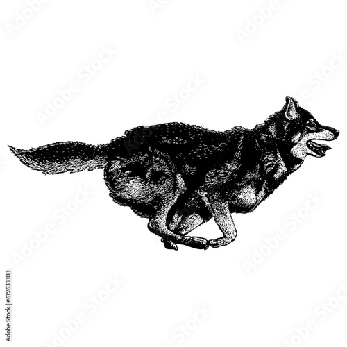Alaskan Shepherd hand drawing vector isolated on background.	
