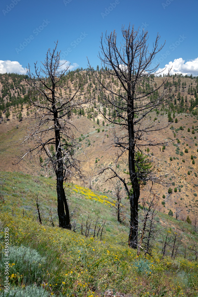 After the Wildfire are blackened trunks and new growth with meadow flowers in California After the Wildfire are blackened trunks and new growth with meadow flowers in California