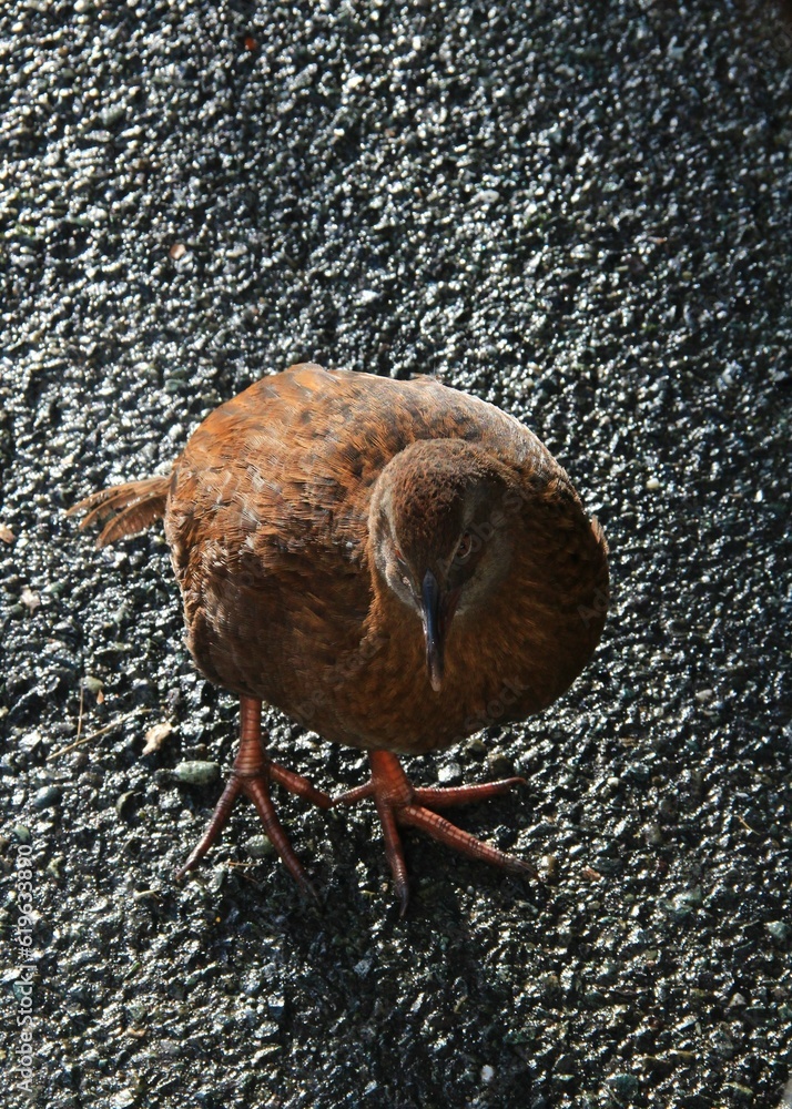 KEA bird on the side of the highway en route to Milford Sound. KEA bird on the side of the highway en route to Milford Sound.