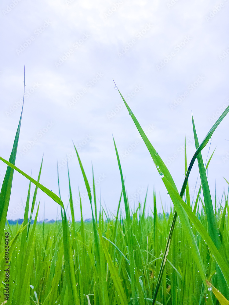 Obraz premium green grass and blue sky
