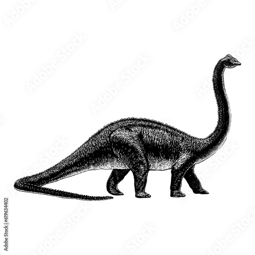 Diplodocus hand drawing vector isolated on background. © tya studio