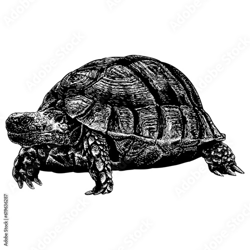 Egyptian Tortoise hand drawing vector isolated on background.