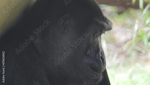 4K Close Up of a Western Lowland Gorilla Face photo