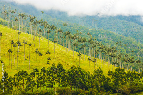 Majestic wax palms in the mountains landscape, cocora valley photo