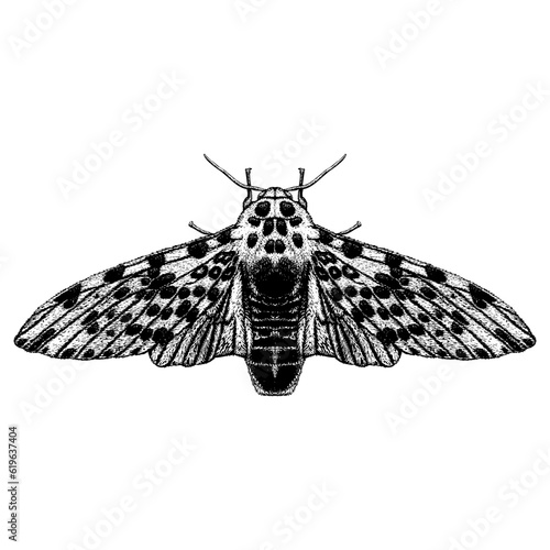 Giant Leopard Moth hand drawing vector isolated on background. photo