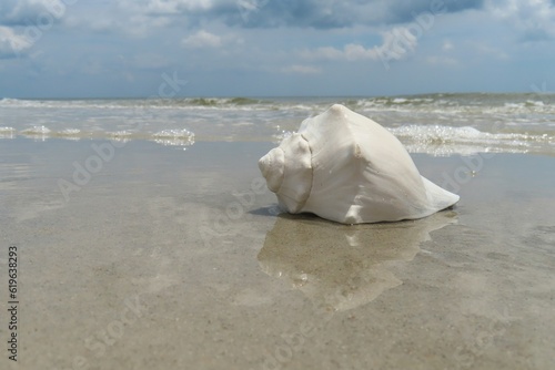 Beautiful white seashell on ocean background in Atlantic coast of North Florida