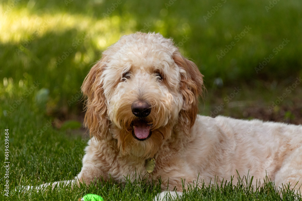 Fluffy goldendoodle dog laying down in grass next to tennis ball with tongue out 