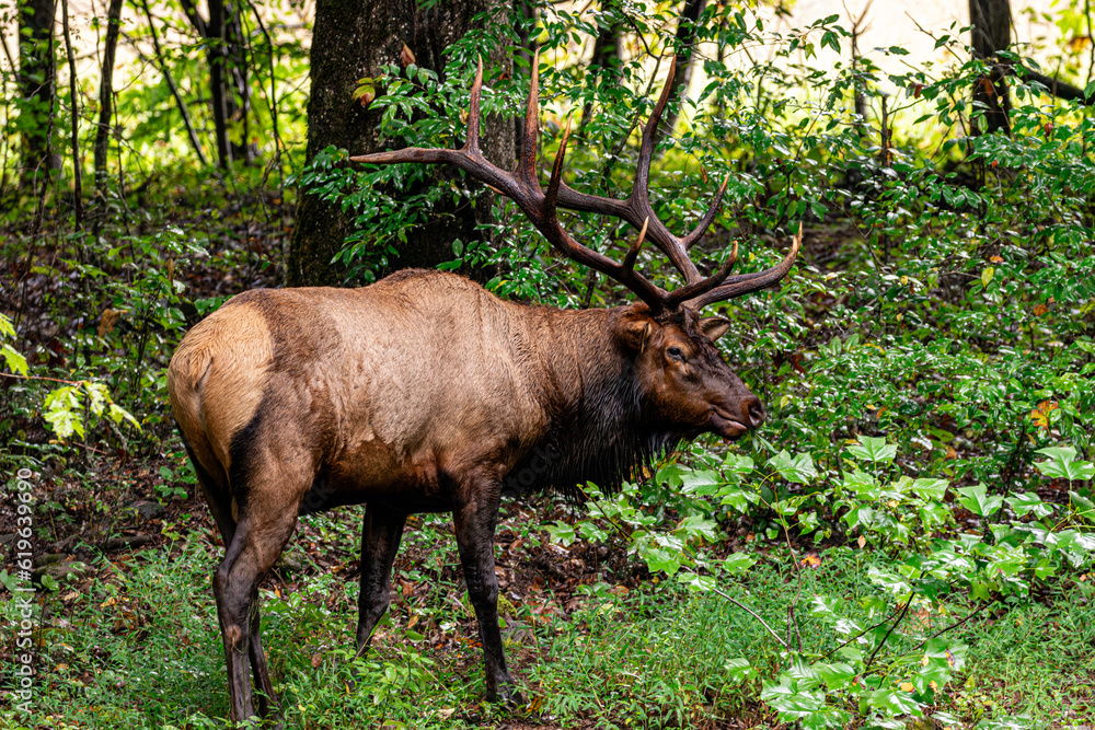 Wild bull elk with large antlers in forest smiling in Smokey Mountain National Park Wild bull elk with large antlers in forest smiling in Smokey Mountain National Park