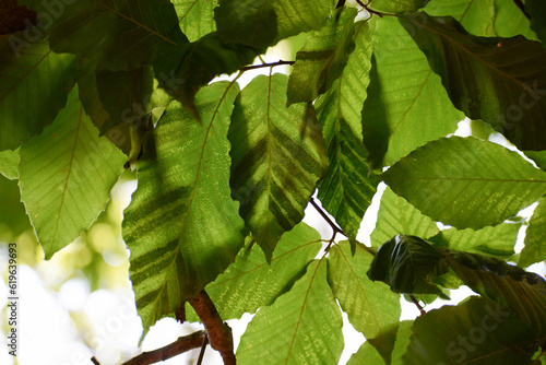 Beech Leaf Disease, linked to nematode worm Litylenchus crenatae, is a deadly new disease of American Beech (Fagus grandifolia) and other beech trees. Dark green stripes on beech leaves are a symptom.