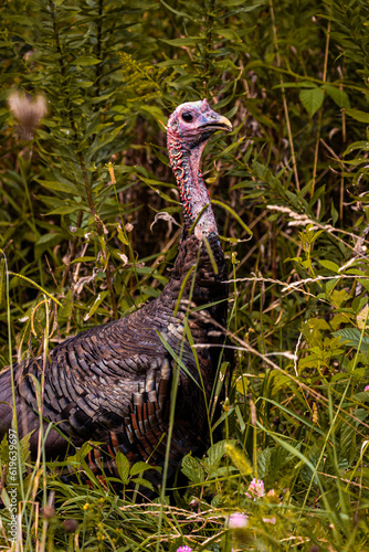Wild female hen turkey obscured by foliage with mouth slightly open © Andrew