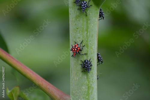 Spotted Lanternfly nymphs, red, black, and white on green Tree of Heaven plant. This invasive insect (Lycorma delicatula) is spreading in the eastern United States.