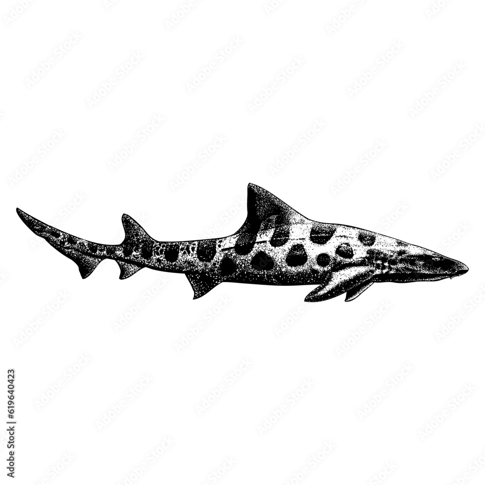 Leopard Shark hand drawing vector isolated on background. Stock Vector