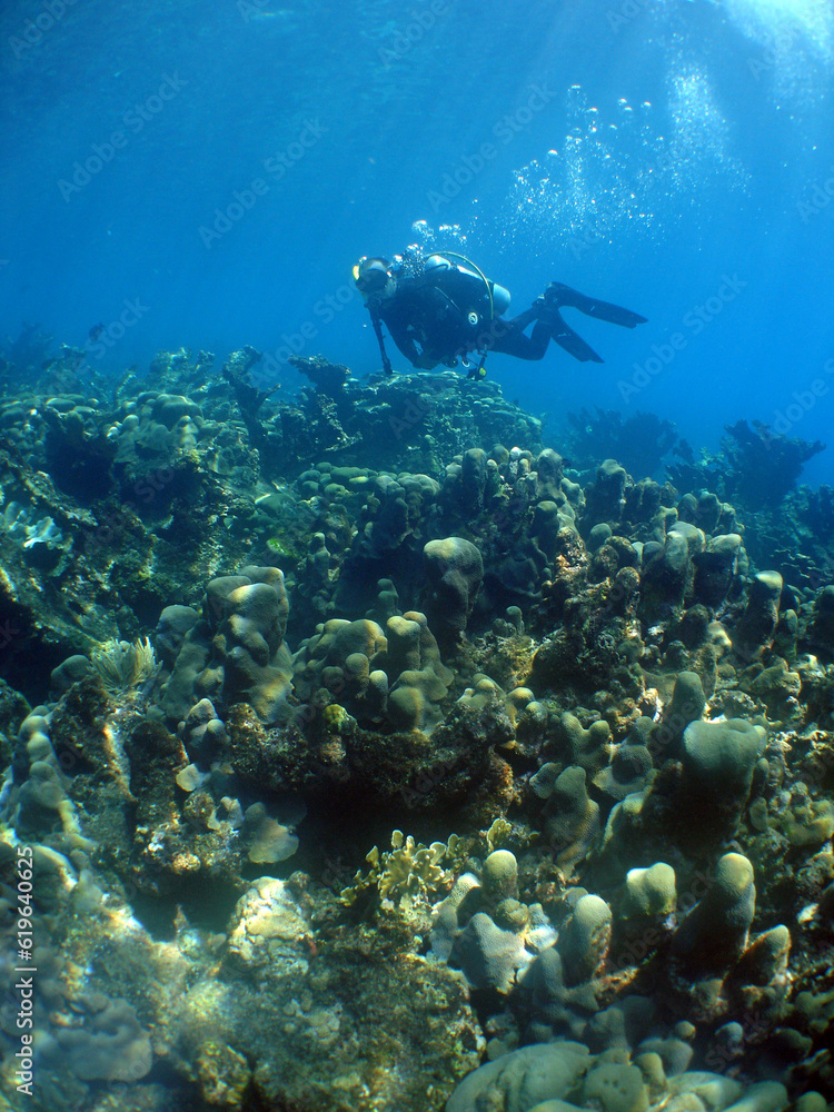diver on a reef in the caribbean sea diver on a reef in the caribbean sea