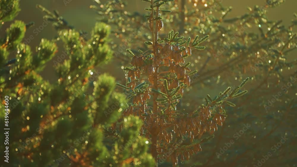 Pine trees covered with morning dew are backlit by the gentle rays of the morning sun. Pine trees covered with morning dew are backlit by the gentle rays of the morning sun.