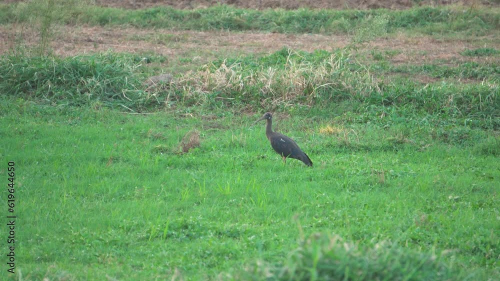 Red naped ibis or Pseudibis papillosa or Indian black ibis finding insects from grass in India Red naped ibis or Pseudibis papillosa or Indian black ibis finding insects from grass in India