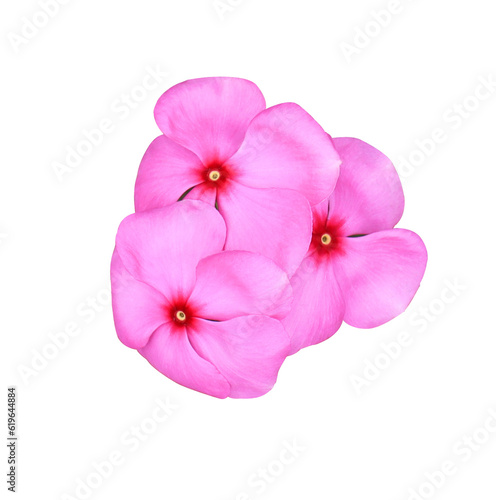 Pink-purple Catharanthus roseus or Madagascar periwinkle or Vinca or Old maid or Cayenne jasmine or Rose periwinkle flower bouquet isolated on transparent background.