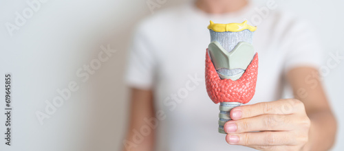 Fotografía Woman holding human Thyroid anatomy model