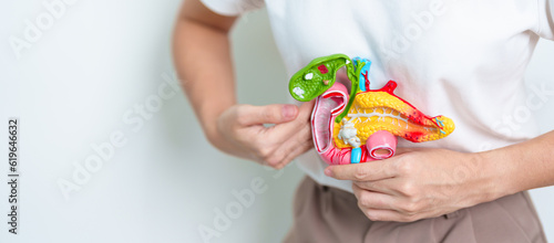 Tableau sur toile Woman holding human Pancreatitis anatomy model with Pancreas, Gallbladder, Bile Duct, Duodenum, Small intestine