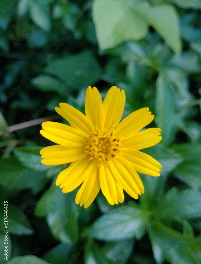 yellow flower of a daisy
