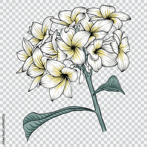 frangipani flower drawing vector illustrations. Botanical floral hand drawn element.
